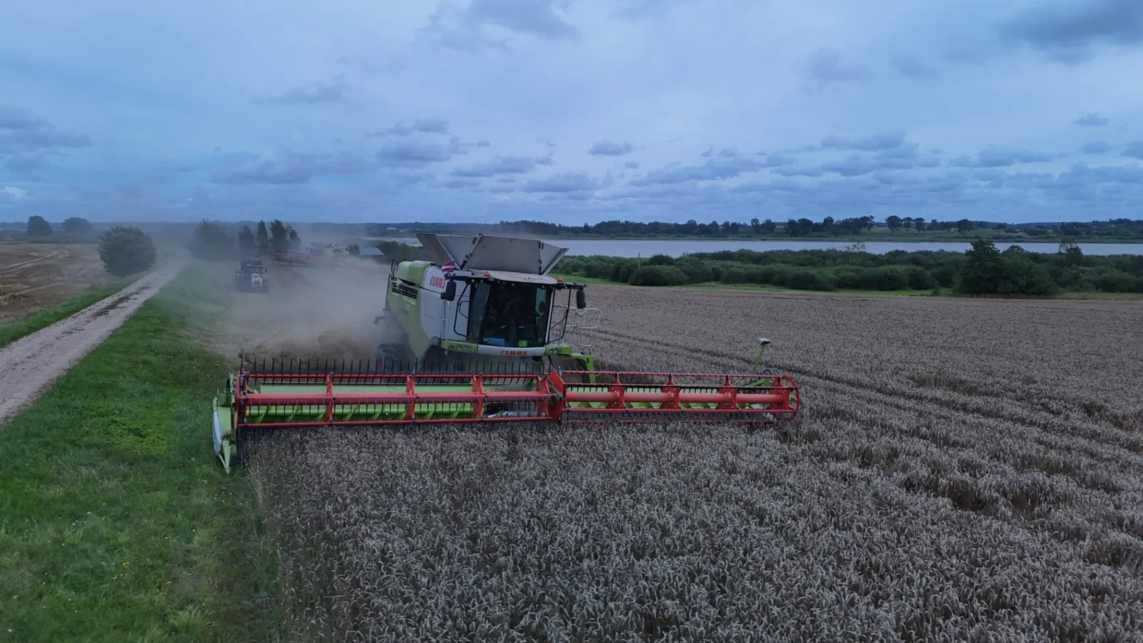 Claas Lexion kombains kviešu laukā