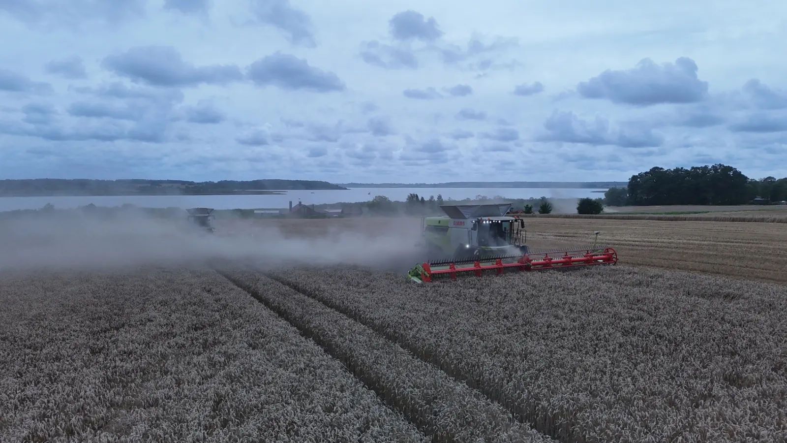 Claas Lexion ar griezējdaļu kviešos
